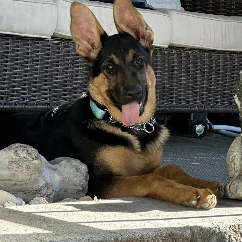 A baby medium-sized female German Shepherd Dog dog named Sasha for adoption in Hillsborough, NJ