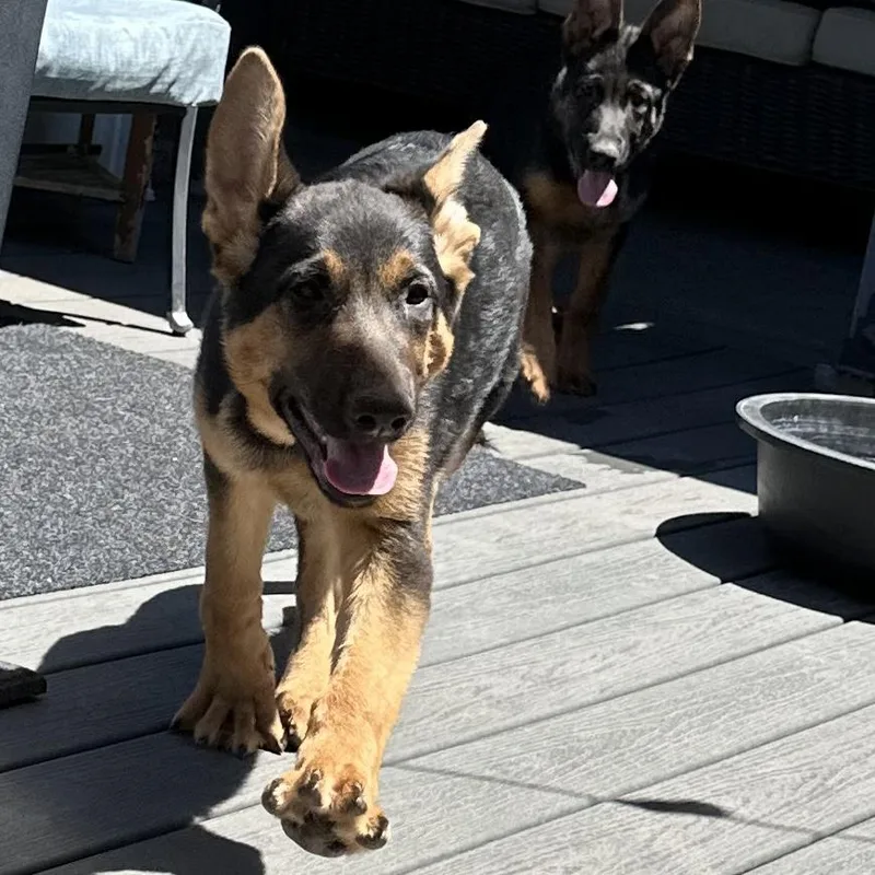 Sasha thumbnail 4