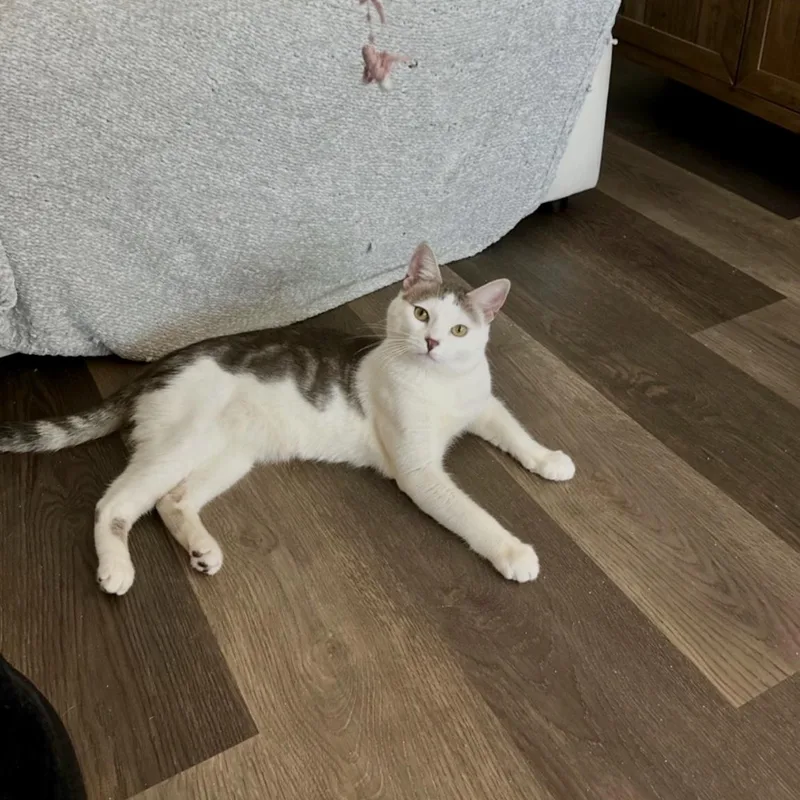 A young medium-sized male Gray & White Domestic Short Hair cat named Zubi for adoption in Torrance, CA