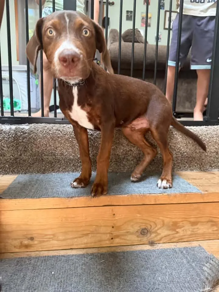 A young large-sized male Mixed Breed dog named Hershey Hank for adoption in Racine, WI