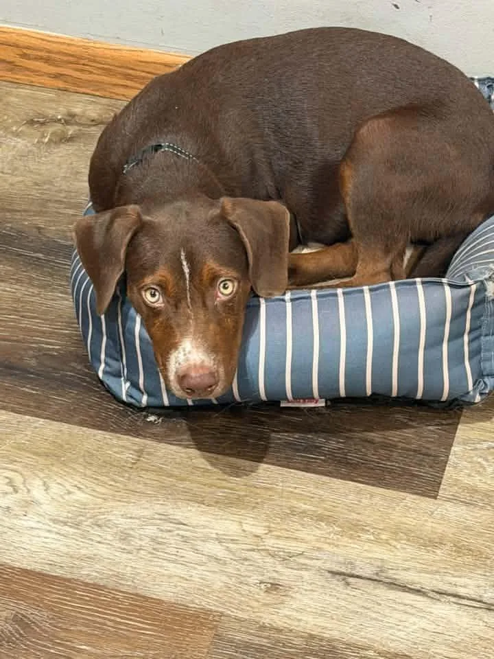 Hershey Hank thumbnail 2