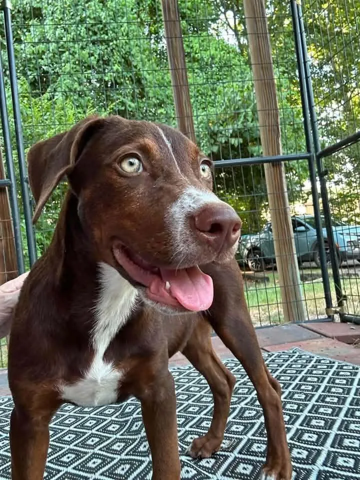 Hershey Hank thumbnail 3