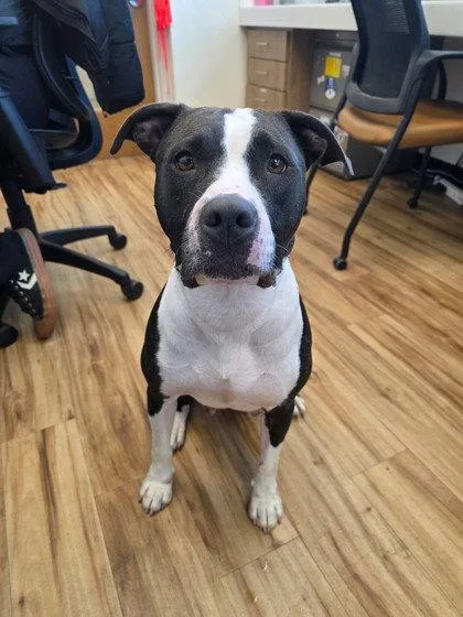 A young large-sized female Pit Bull Terrier dog named Cookie for adoption in Richardson, TX