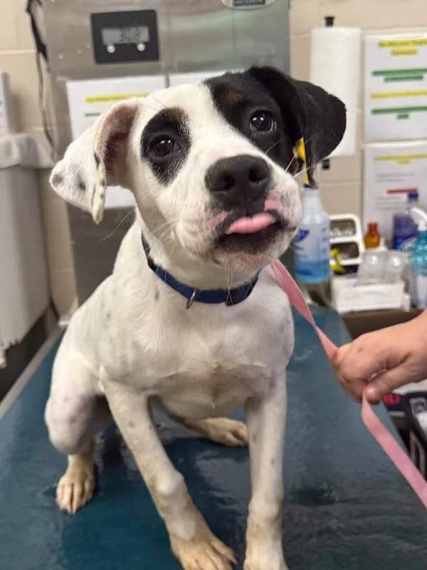 An adult medium-sized female White / Cream Australian Cattle Dog / Blue Heeler dog named Maggie for adoption in Mobile, AL