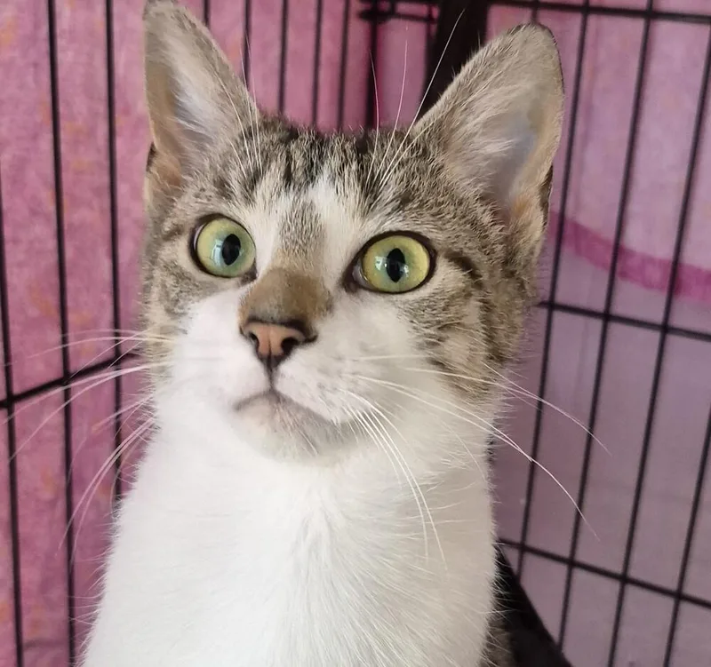 A baby medium-sized female Domestic Short Hair cat named Maebea for adoption in Wild Rose, WI