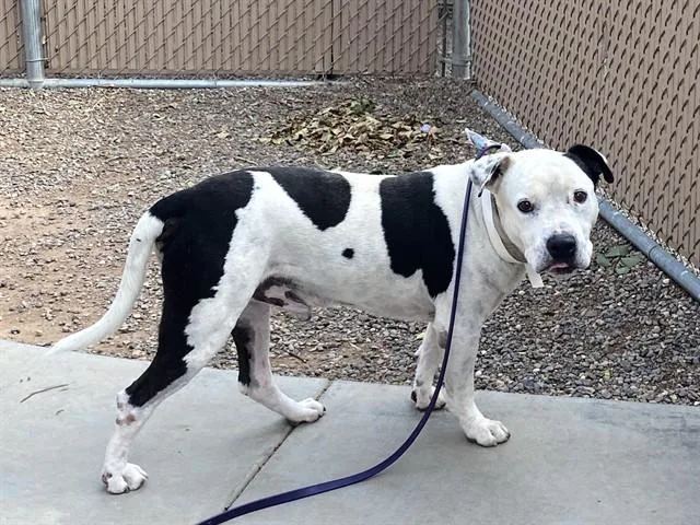 An adult large-sized male Pit Bull Terrier dog named Jersey for adoption in Mesa, AZ
