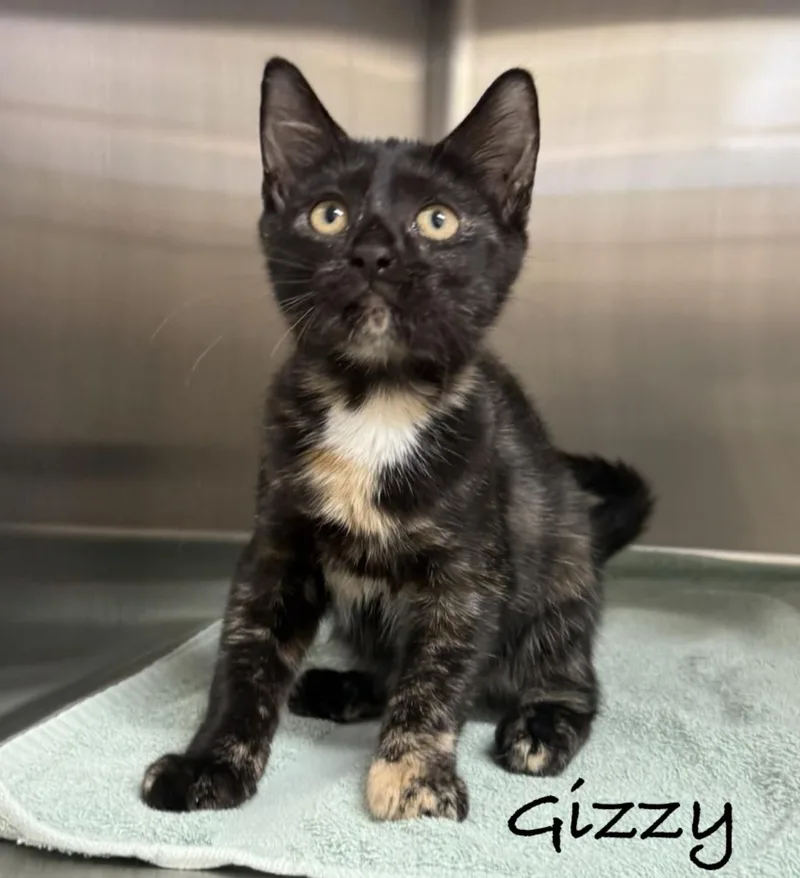 A baby medium-sized female Tortoiseshell Domestic Short Hair cat named Gizzy for adoption in Pawleys Island, SC