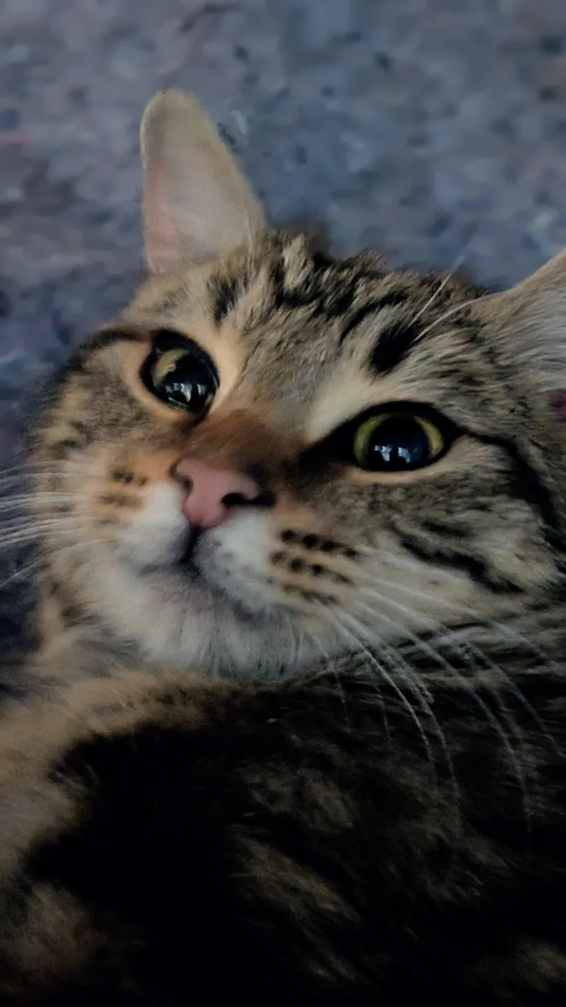 An adult medium-sized male Tabby (Brown / Chocolate) Domestic Short Hair cat named Spencer for adoption in Morgantown, WV