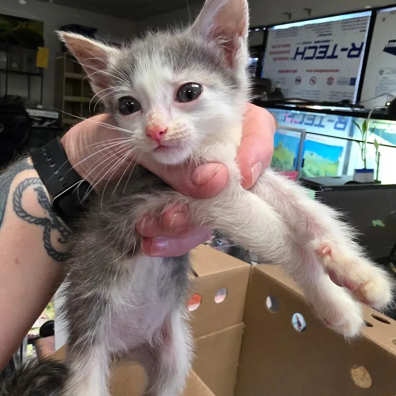 A baby small-sized female Gray / Blue / Silver Domestic Short Hair cat named Boxer for adoption in Escondido, CA