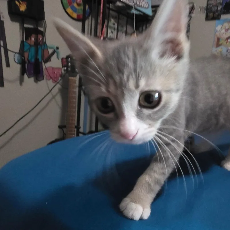 Boxer thumbnail 2