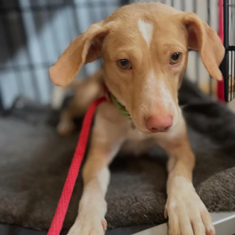 An adult medium-sized female Yellow / Tan / Blond / Fawn Mixed Breed dog named Sunny for adoption in Centerville, TN