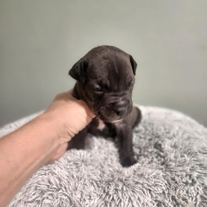 A baby medium-sized female Pit Bull Terrier dog named Winnie for adoption in Brentwood, CA