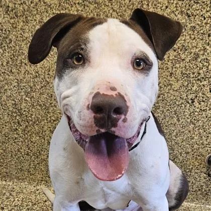 An adult large-sized male Mixed Breed dog named Drew for adoption in Merriam, KS