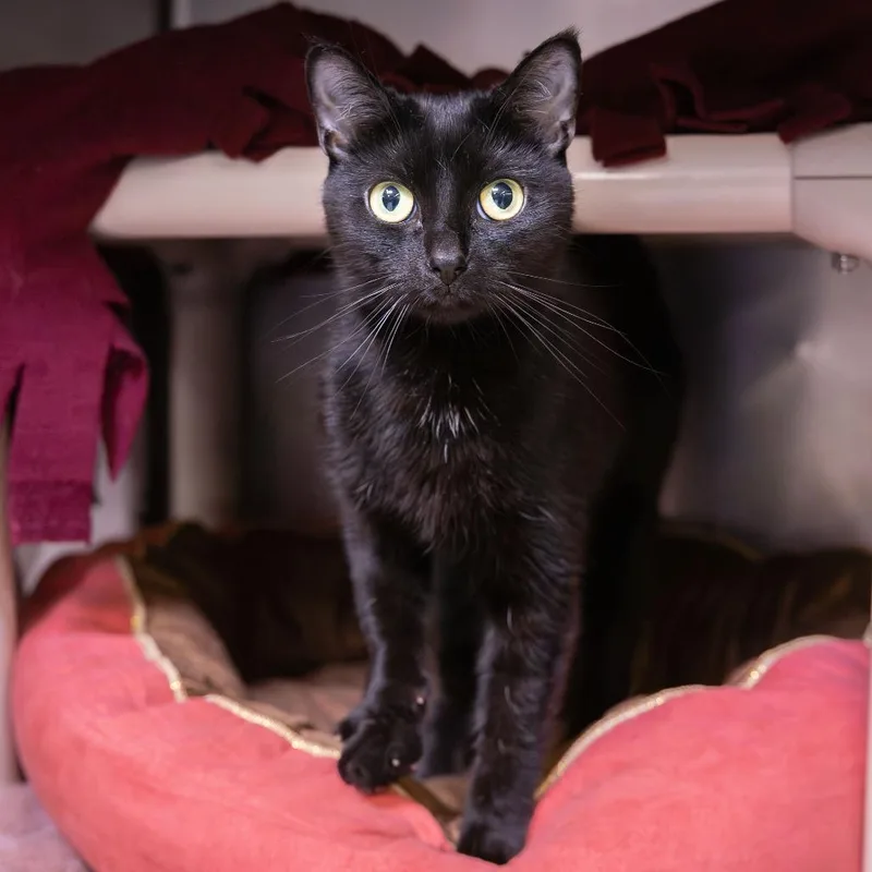 An adult medium-sized female Black Domestic Short Hair cat named Sabrina for adoption in Mentor, OH