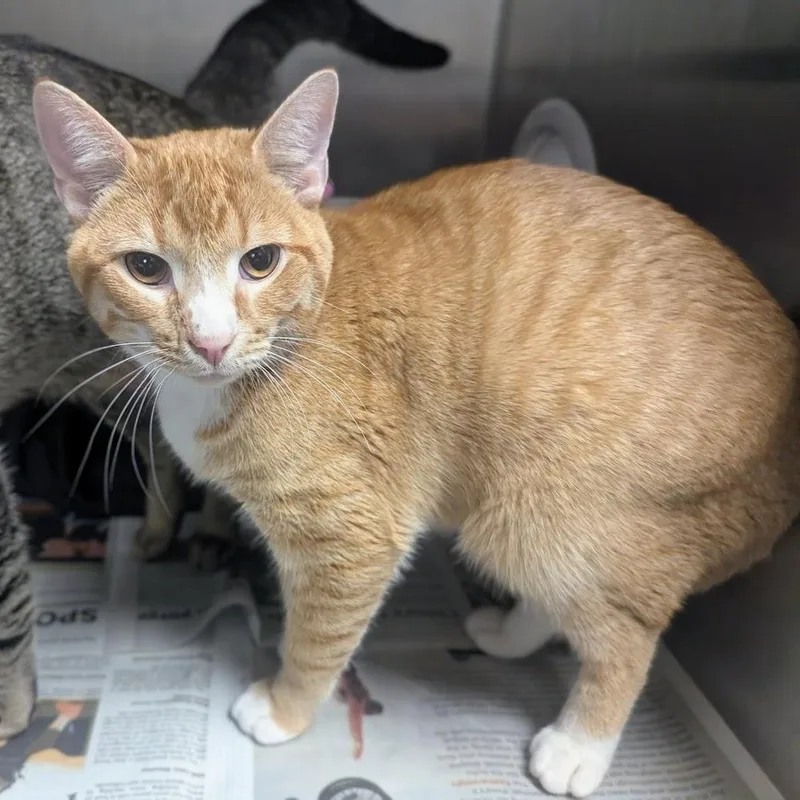 A young large-sized male Tabby (Orange / Red) Domestic Short Hair cat named Owen for adoption in Springfield, IL