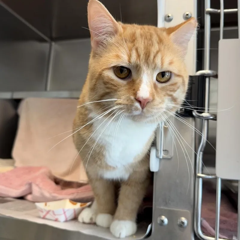 An adult large-sized male Orange / Red Domestic Short Hair cat named Pierre for adoption in Pittsburgh, PA