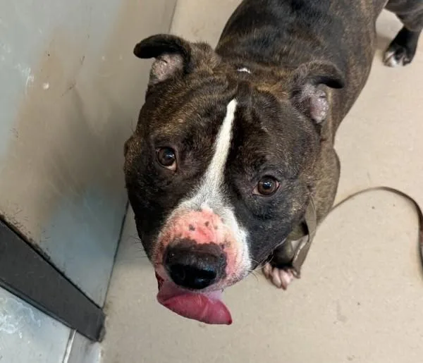 An adult medium-sized male American Staffordshire Terrier dog named Capone for adoption in El Cajon, CA