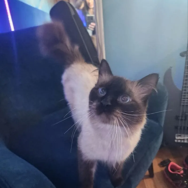 An adult medium-sized male Siamese cat named Simi for adoption in Gladstone, OR