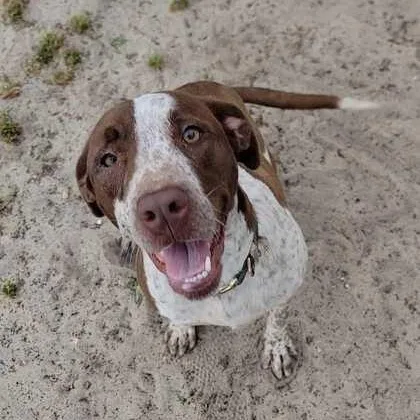 A baby medium-sized female Brown / Chocolate Bulldog dog named Bonnie for adoption in Valdosta, GA
