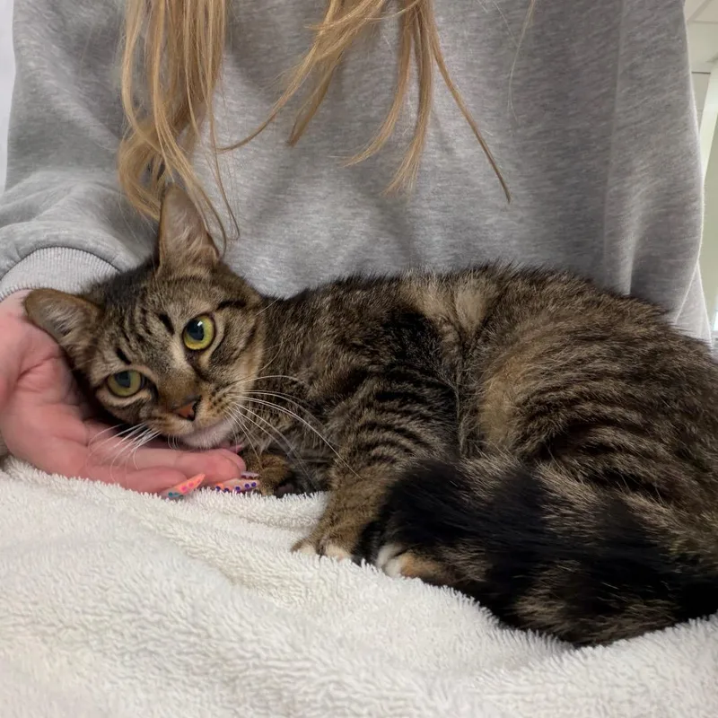 An adult medium-sized female Brown / Chocolate Domestic Short Hair cat named Princess Donut for adoption in East Smithfield , PA