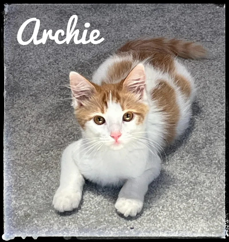 A baby small-sized male Domestic Medium Hair cat named Archie for adoption in El Cajon, CA