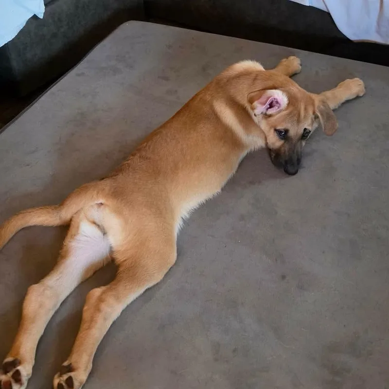 A baby large-sized female Yellow / Tan / Blond / Fawn Great Dane dog named Nevada for adoption in Bullard, TX