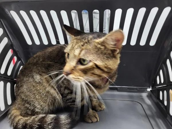 An adult small-sized male Domestic Short Hair cat named Sf Taz for adoption in Lawrenceville, GA