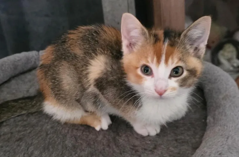 A young medium-sized female Calico cat named Mira for adoption in Chicago Ridge, IL