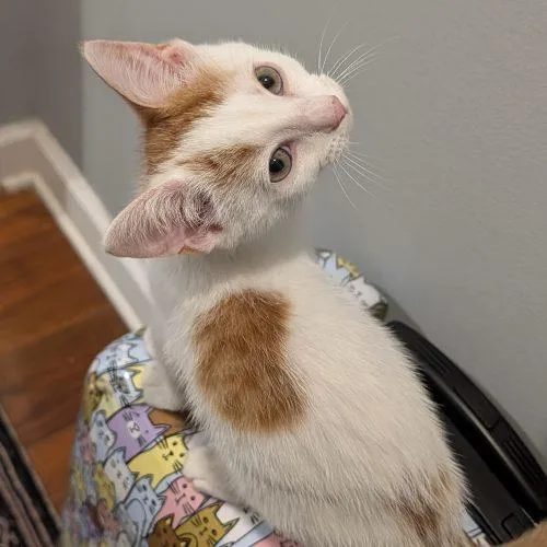 A baby small-sized male White Tabby cat named Cheddar Cheese for adoption in Knoxville, TN