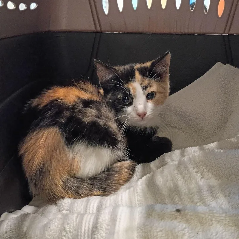 A baby small-sized female Calico Domestic Short Hair cat named Firebird for adoption in Lynchburg, VA