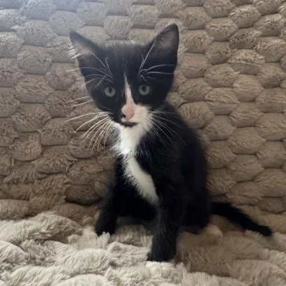 A baby small-sized male Domestic Short Hair cat named Goose for adoption in Colorado Springs, CO