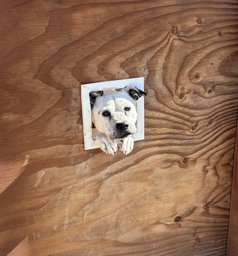 An adult medium-sized male Boxer dog named Goob for adoption in Stagecoach, NV