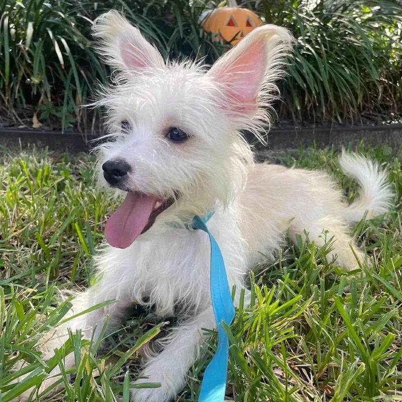 A young small-sized male Maltese dog named Eli for adoption in Montgomery, TX