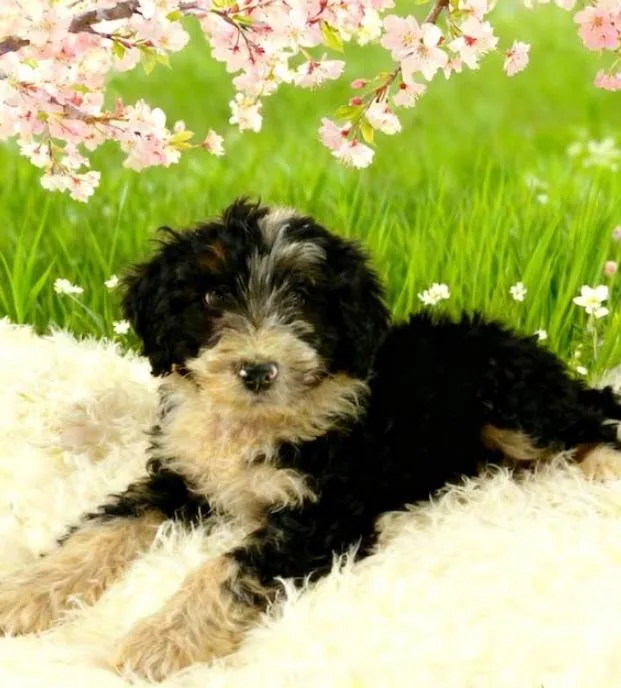 A baby small-sized male Bicolor Schnauzer dog named Honda for adoption in Tehachapi, CA