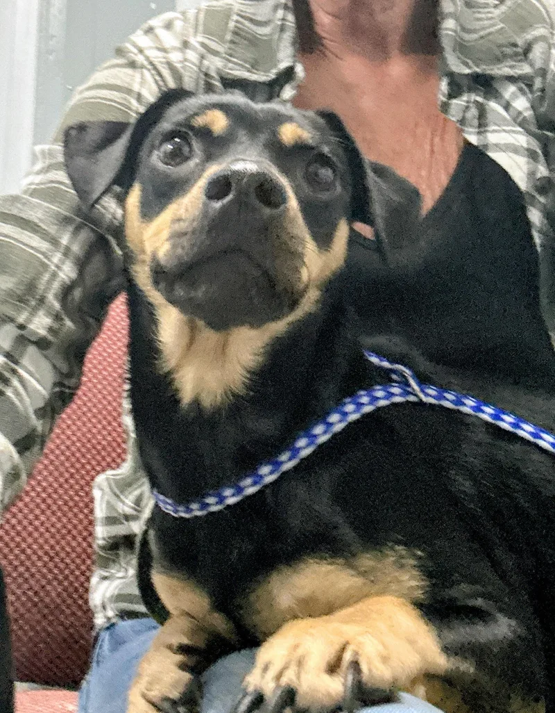 An adult small-sized female Bicolor Chiweenie dog named Zenia for adoption in Scottsburg, IN