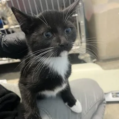 A baby medium-sized male Domestic Short Hair cat named Breeze for adoption in Rapid City, SD