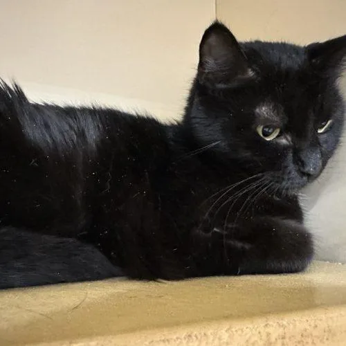 Little Star thumbnail 2