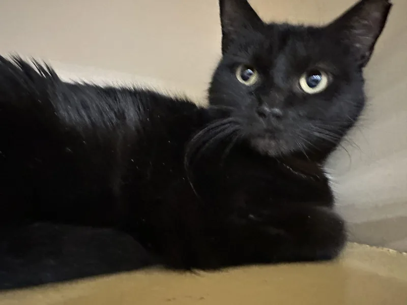 Little Star thumbnail 3