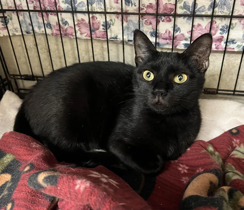 Mr Dinkles thumbnail 2