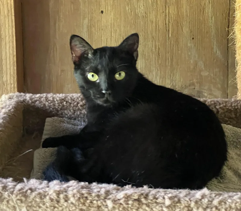 Mr Dinkles thumbnail 3