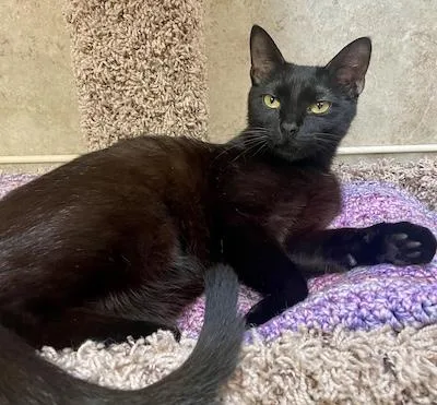 Mr Dinkles thumbnail 4