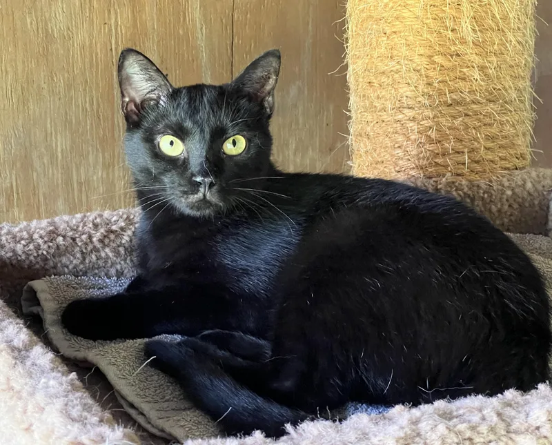 Mr Dinkles thumbnail 5