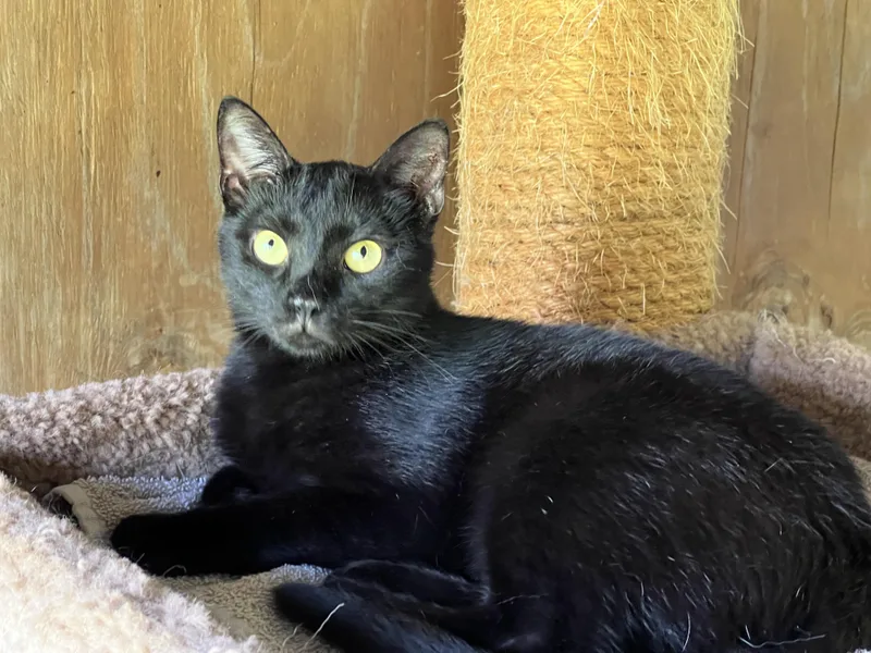 Mr Dinkles thumbnail 6