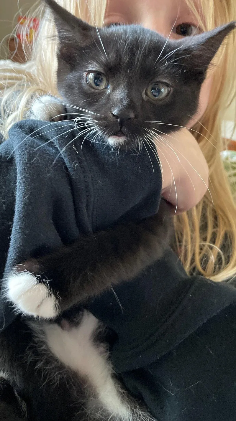 A baby medium-sized female Black & White / Tuxedo Domestic Short Hair cat named Bw for adoption in Island Lake, IL