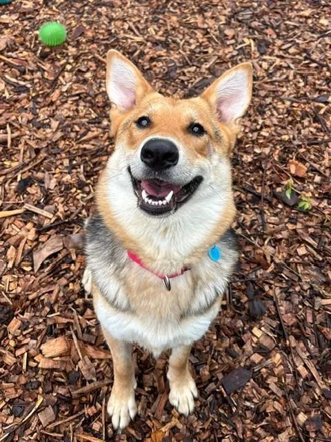 A young large-sized female German Shepherd Dog dog named Haley for adoption in Leesburg, VA
