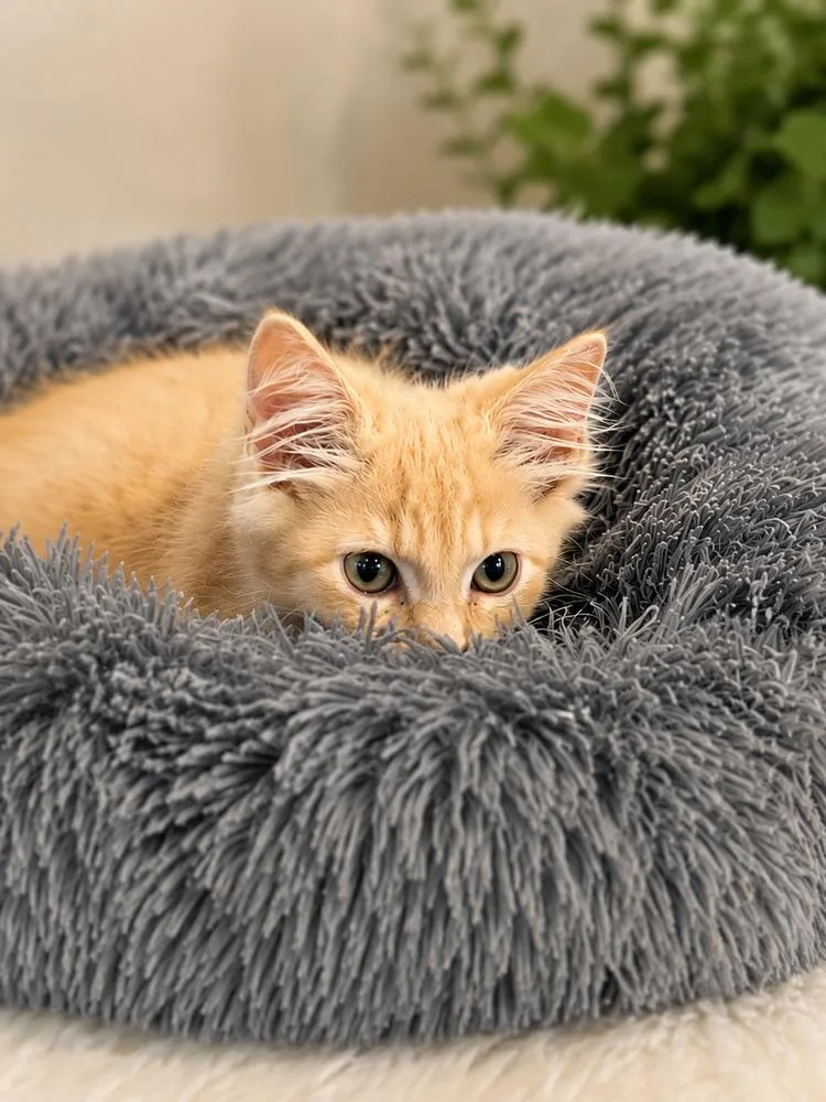 A baby small-sized male Tabby (Orange / Red) Domestic Short Hair cat named Cheeto for adoption in Chattanooga, TN