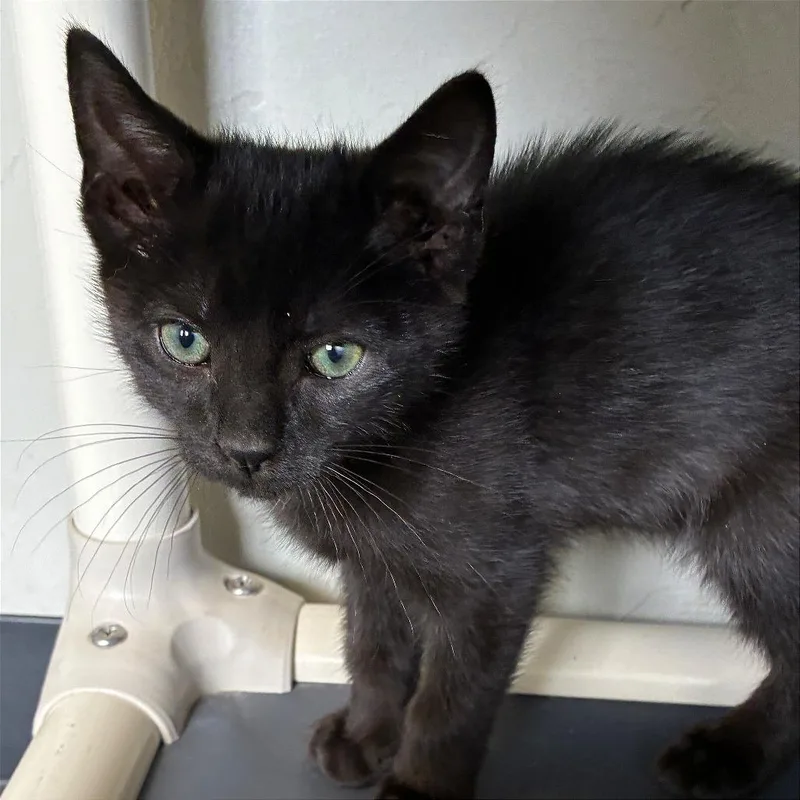 A baby small-sized male Black Domestic Short Hair cat named Spaghetti for adoption in Ponca City, OK