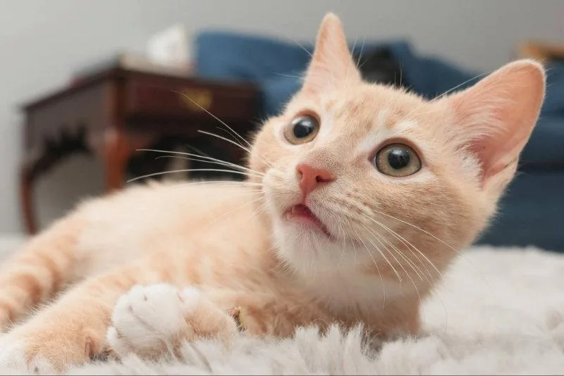A young medium-sized male Tabby (Orange / Red) Tabby cat named Doc for adoption in Knoxville, TN