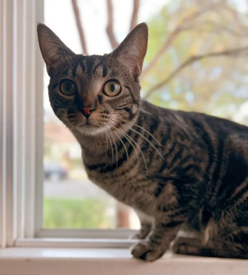 Pink Poppy thumbnail 2