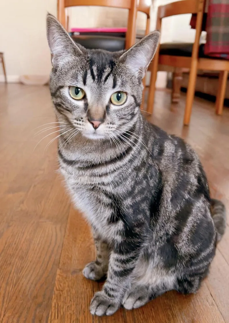 Pink Poppy thumbnail 3